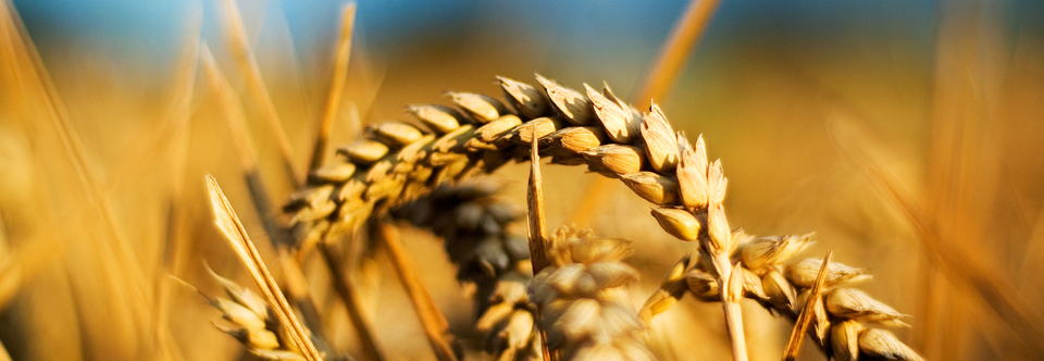 Hormone Imbalance or Hormone Allergy